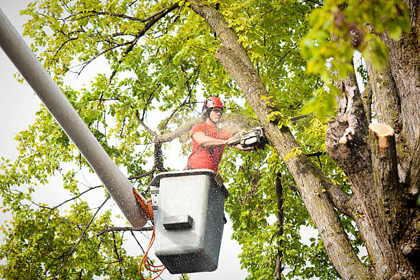 How Our Tree Care Process Works  in Ettrick, VA